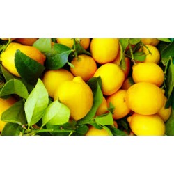 Limoni succosi 1 kg